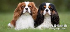 騎士查理王小獵犬訓練方法詳解