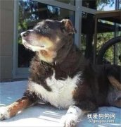狗狗出門散步竟徹夜未歸，背后的原因卻這么感人！