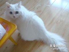 貓咪絕育后怎么照顧?