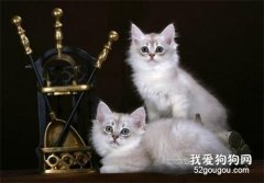 蒂凡尼貓產后怎么催奶 蒂凡尼貓催奶方法