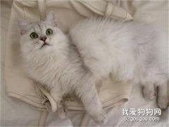 蒂凡尼貓怎么預防流產?
