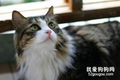 挪威森林貓絕育后怎么護理?