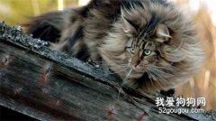 挪威森林貓產后護理注意事項