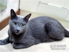 養科拉特貓之前要準備什么?