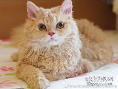 塞爾凱克卷毛貓喂食指南