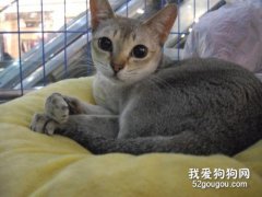 新加坡猫怎么养 新加坡猫养护知识