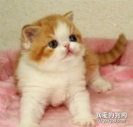 加菲貓拉稀怎么辦?