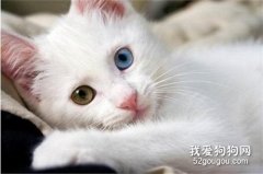 波斯貓拉肚子的原因與對應治療方法