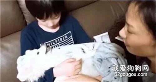 16歲愛犬臨終前，主人唱著它最愛的歌，狗狗拼盡全力“點頭”回應