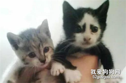 妹子嫌貓長得丑，要送朋友！朋友：你給我錢我也不要...