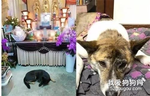 2只狗狗見不到奶奶，無心吃飯，夜晚趴在靈堂前失落告別…