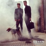男子幫人遛狗，每天只要工作3小時，年收入竟然這么高，太幸福了！