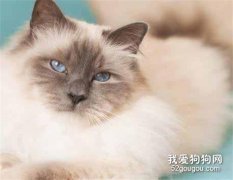 怎么幫伯曼貓接生 伯曼貓接生技巧?
