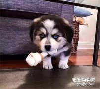 哈士奇和柯基相戀，生下的孩子居然完美遺傳了它們的優點，笑瘋了！