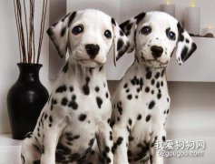 斑點狗咳嗽怎么治療 大麥町犬咳嗽治療方法