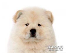 松獅犬咳嗽治療方法