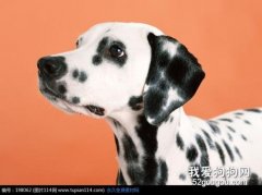 斑点狗肺炎症状有哪些 大麦町犬肺炎治疗方法