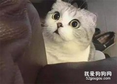 小主人把小貓咪當做枕頭躺，小貓咪反抗失敗，委屈巴巴簡直太萌了