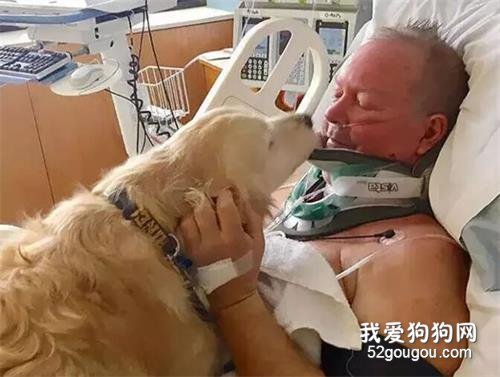 15只忠心狗狗，為了主人犧牲自己.....