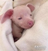 臘腸犬跟吉娃娃串串，竟然生出了一只粉色長耳小豬，太稀有了！
