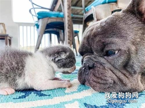 出生就變孤兒的小奶貓，幸運被收留后，還有三只狗狗守護它！
