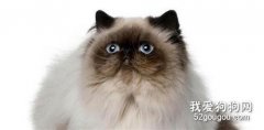 喜馬拉雅貓咳嗽怎么辦 貓咪咳嗽的診斷方法
