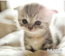 貓咪常見的皮膚病類型癥狀以及預防治療