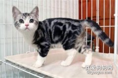 美國短毛貓怎么養 美短正確飼養方法