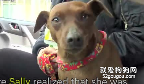 流浪狗到處逃竄，只為吸引人們的追捕，為孩子贏得生機！