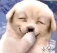還記得那只小狗捂嘴笑的表情包嘛？原本背后是有劇情的...