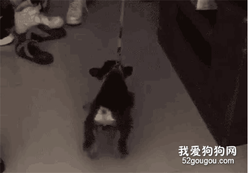 每天走三萬步的老舅代我遛狗，第二天再遛狗時，狗子就這樣…