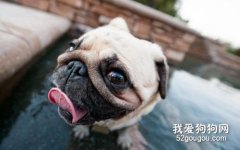 巴哥犬皮膚病怎么治療?