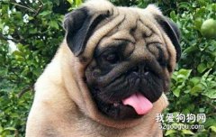 巴哥犬是哪個國家的？ 八哥犬的起源講解