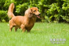 臘腸犬怎么養 臘腸犬飼養方法及注意事項