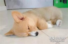 狗狗為什么喜歡睡地板?