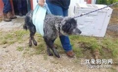 這只流浪狗被收養后，除了吃飯睡覺，它的笑容就沒停下過！