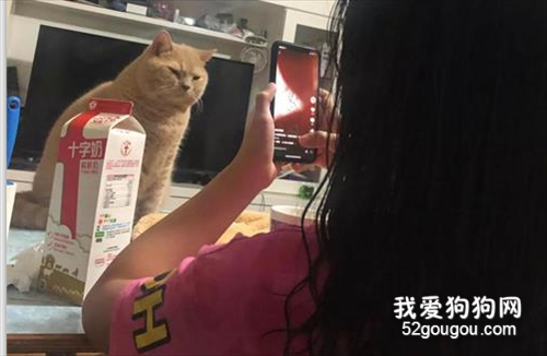 貓貓以為主人在幫它拍照，一動都不敢動，結果……