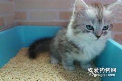 貓為什么會自己埋屎 真相竟然是……