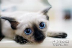暹羅貓優點和缺點