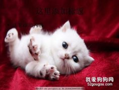 貓會得抑郁癥嗎？
