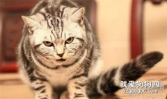 貓尾巴作用介紹 貓尾巴怎么洗