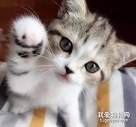 小奶貓一天吃多少頓 小貓多久喂一次