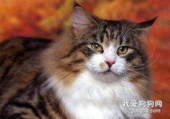挪威森林貓怎么養 挪威森林貓飼養方法