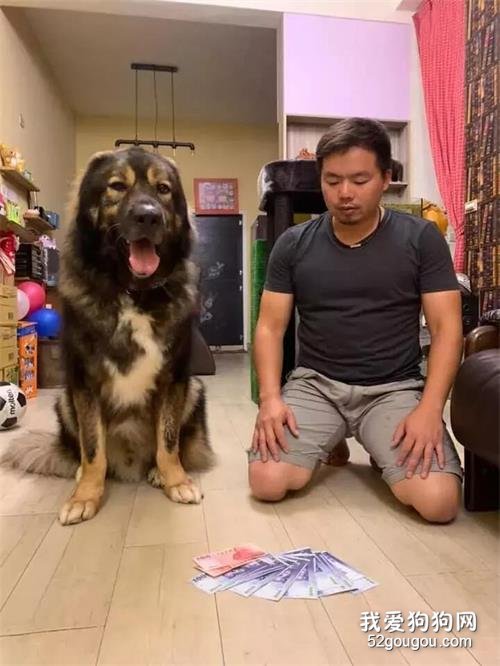 狗子發現驚人的秘密，主人當場就跪了...