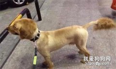 出差前把金毛送去給女友喂養，第2天她發來照片后，網友氣得想分手！