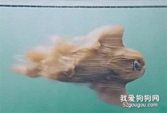 狗狗去游泳，進水半天沒動靜，一看狗子把主人嚇了一大跳