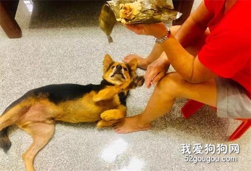 網友：“想領流浪狗回家，但是媽媽極度討厭....結果.....”