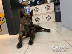 男子騎車去領養流浪狗，回來途中順手買張彩票，結果居然中了！