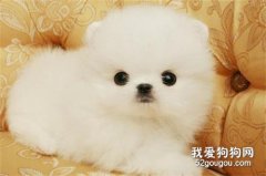 博美吃什么狗糧最好?