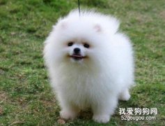 博美怎么洗澡 博美犬洗澡流程詳解